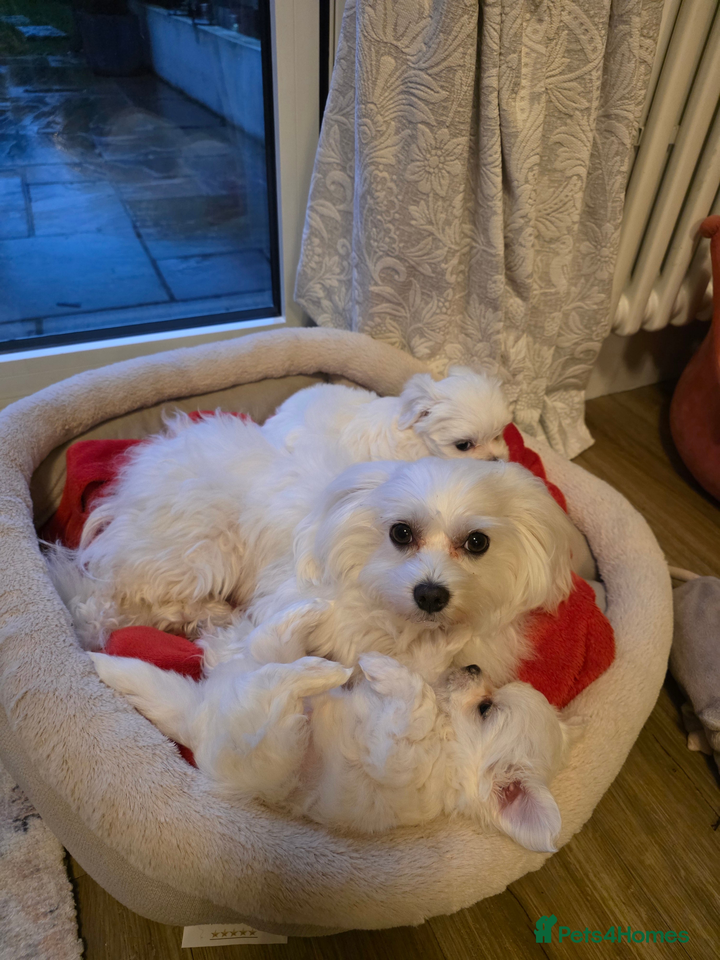 Maltese dogs A tiny little boy  - Advert 1