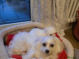 Maltese dogs A tiny little boy - Advert 1