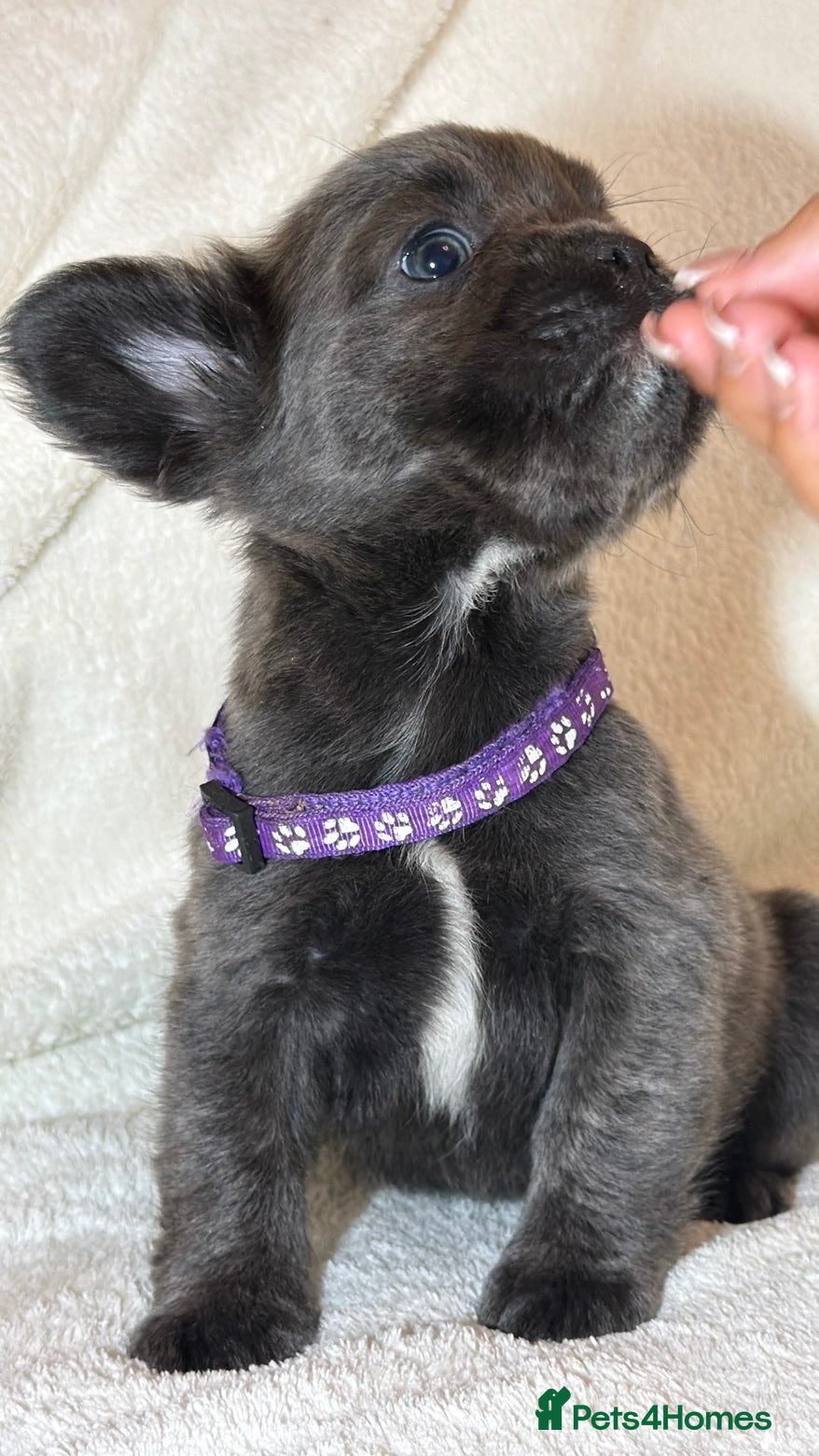 French Bulldog dogs RUBY🫶🏽 DWKC reg  - Advert 1