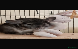 Chinchilla rodents for sale: Jimmy&Frank - Image 3