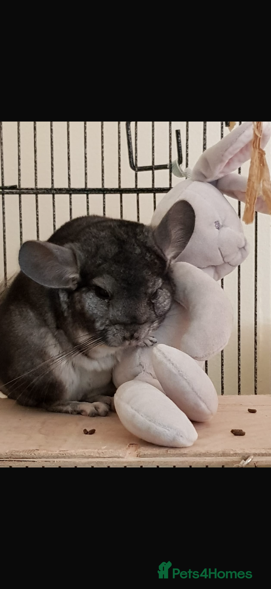 Chinchilla rodents for sale: Jimmy&Frank - Image 3