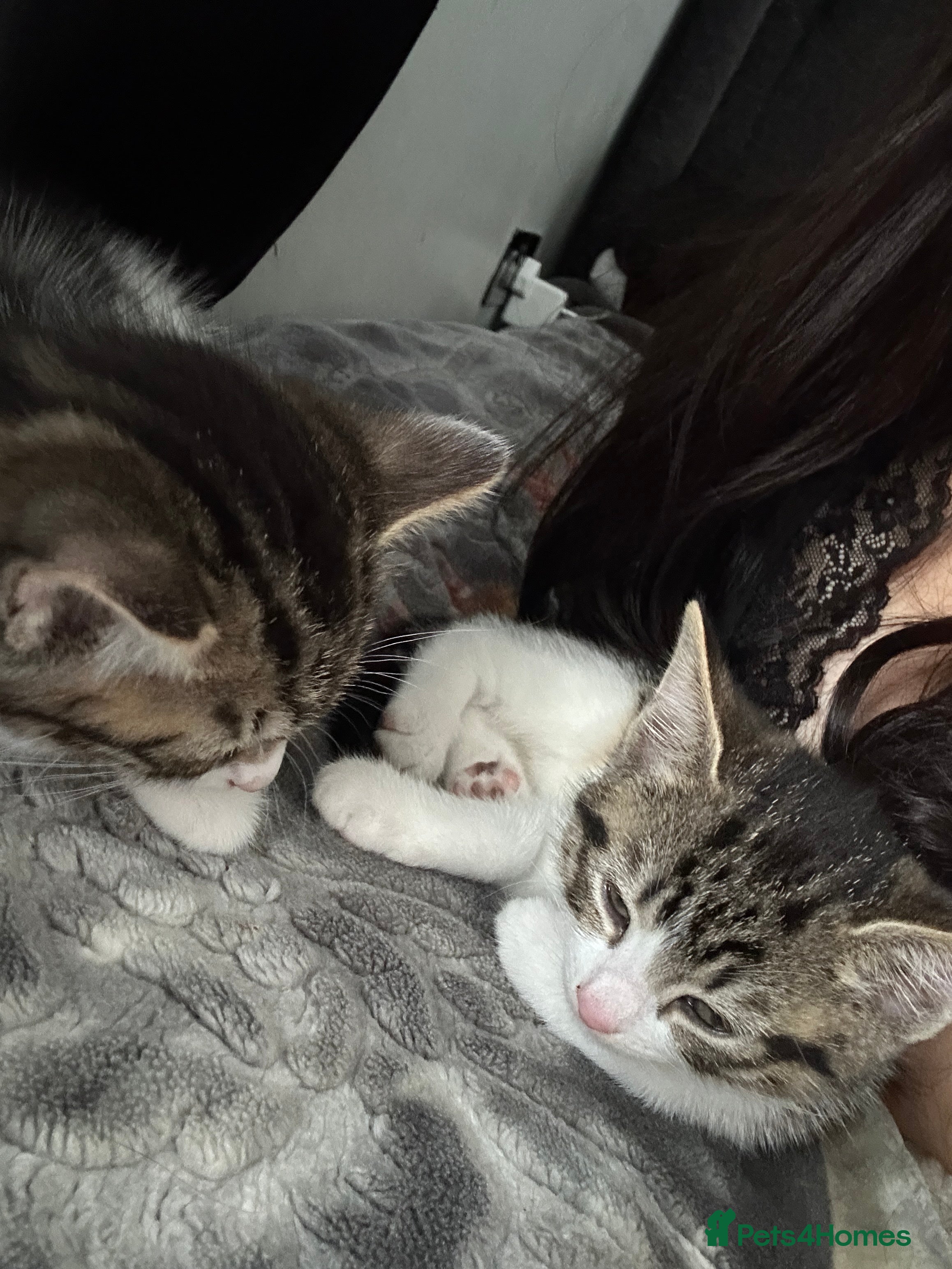 Mixed Breed cats Female and male kittens - Advert 3
