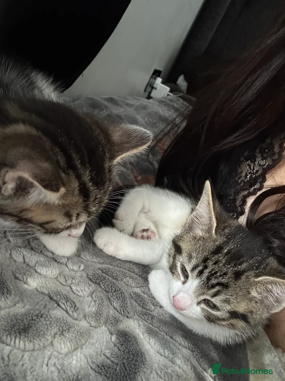 Mixed Breed cats for sale: Female and male kittens in Stoke-on-Trent - Advert 1