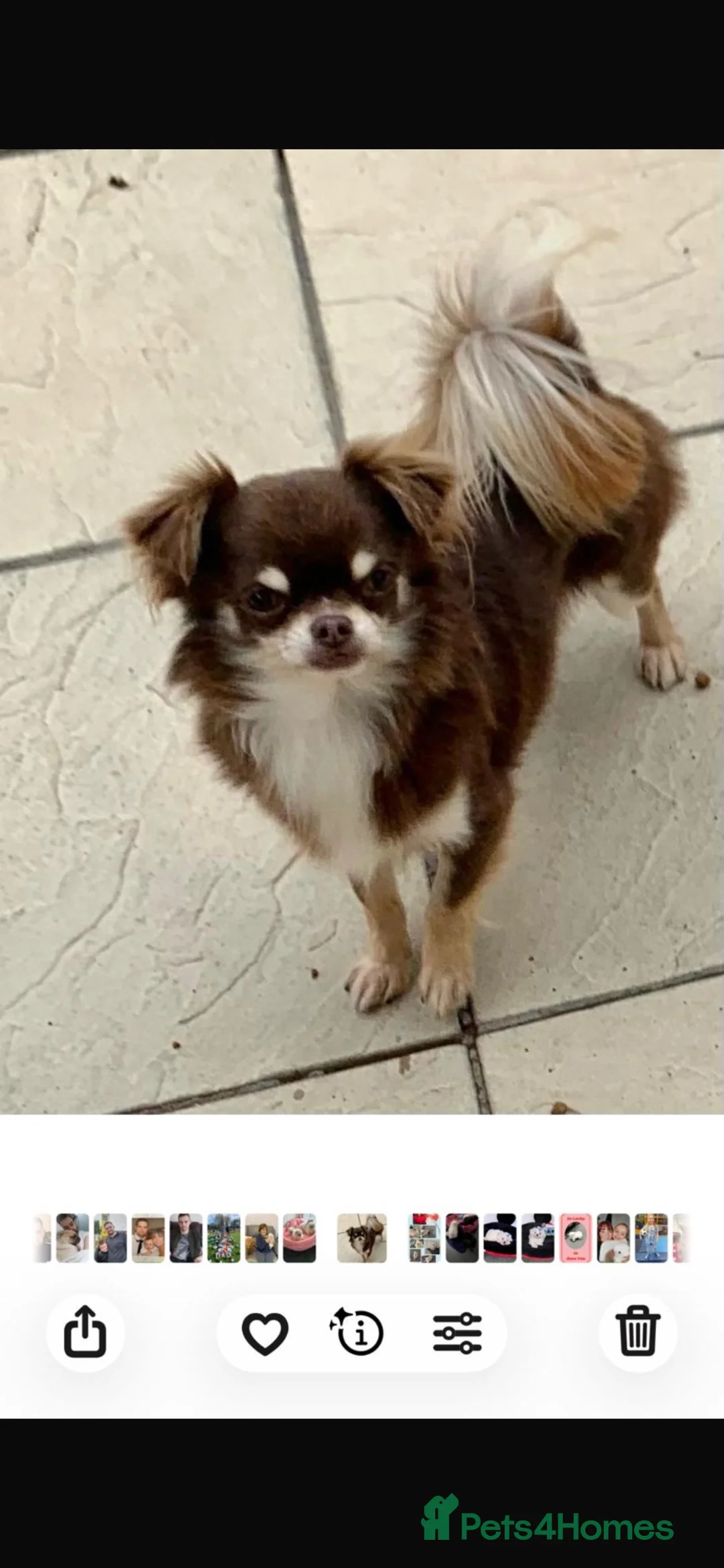 Chihuahua dogs for sale: 4 KC CHOCOLATE &WHITE LONG COAT PUPPYS  - Advert 7