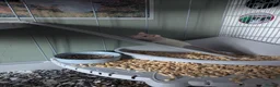 Rat rodents for sale: 4x female rats in Penrith - Advert 6