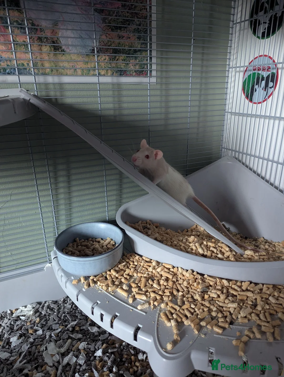 Rat rodents for sale: 4x female rats in Penrith - Advert 6