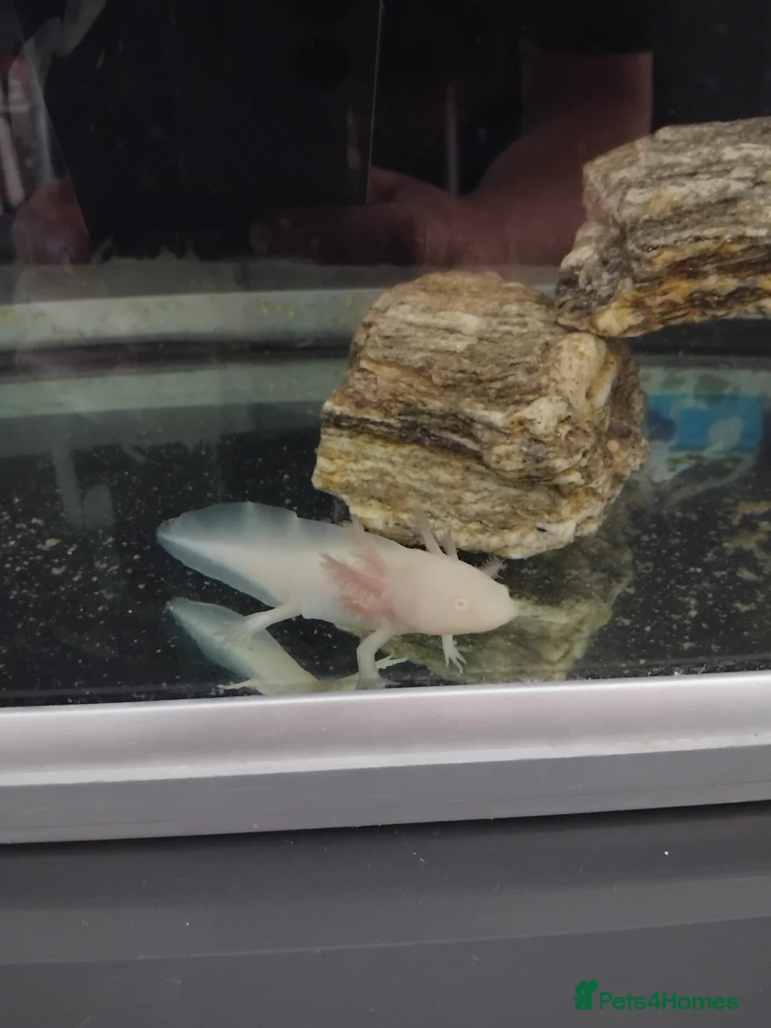 Axolotl reptiles for sale: Axolotl albino  - Advert 2