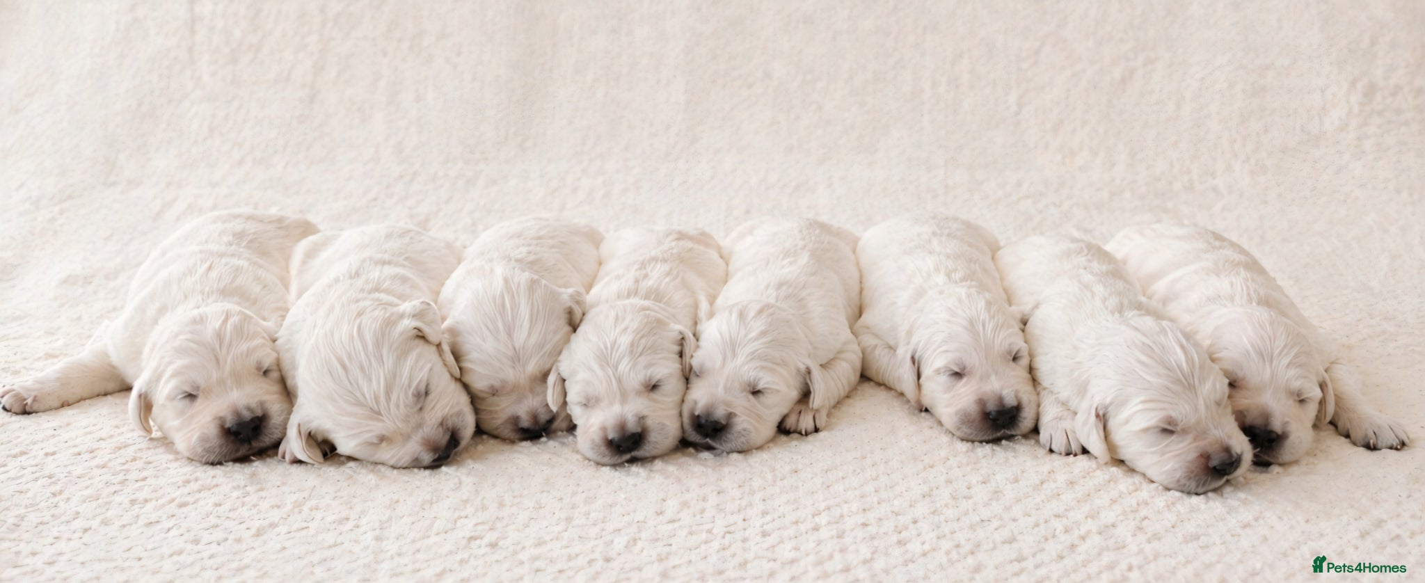 Golden Retriever dogs Newmiller Retrievers Upcoming Litter Announcement  - Advert 1