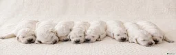 Golden Retriever dogs for sale: Newmiller Retrievers Upcoming Litter Announcement  - Advert 1