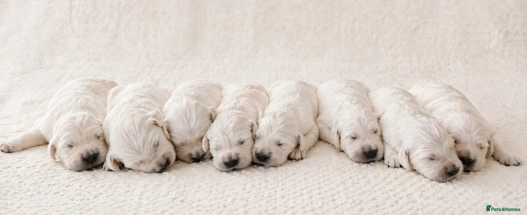 Golden Retriever dogs for sale: Newmiller Retrievers Upcoming Litter Announcement  - Advert 1