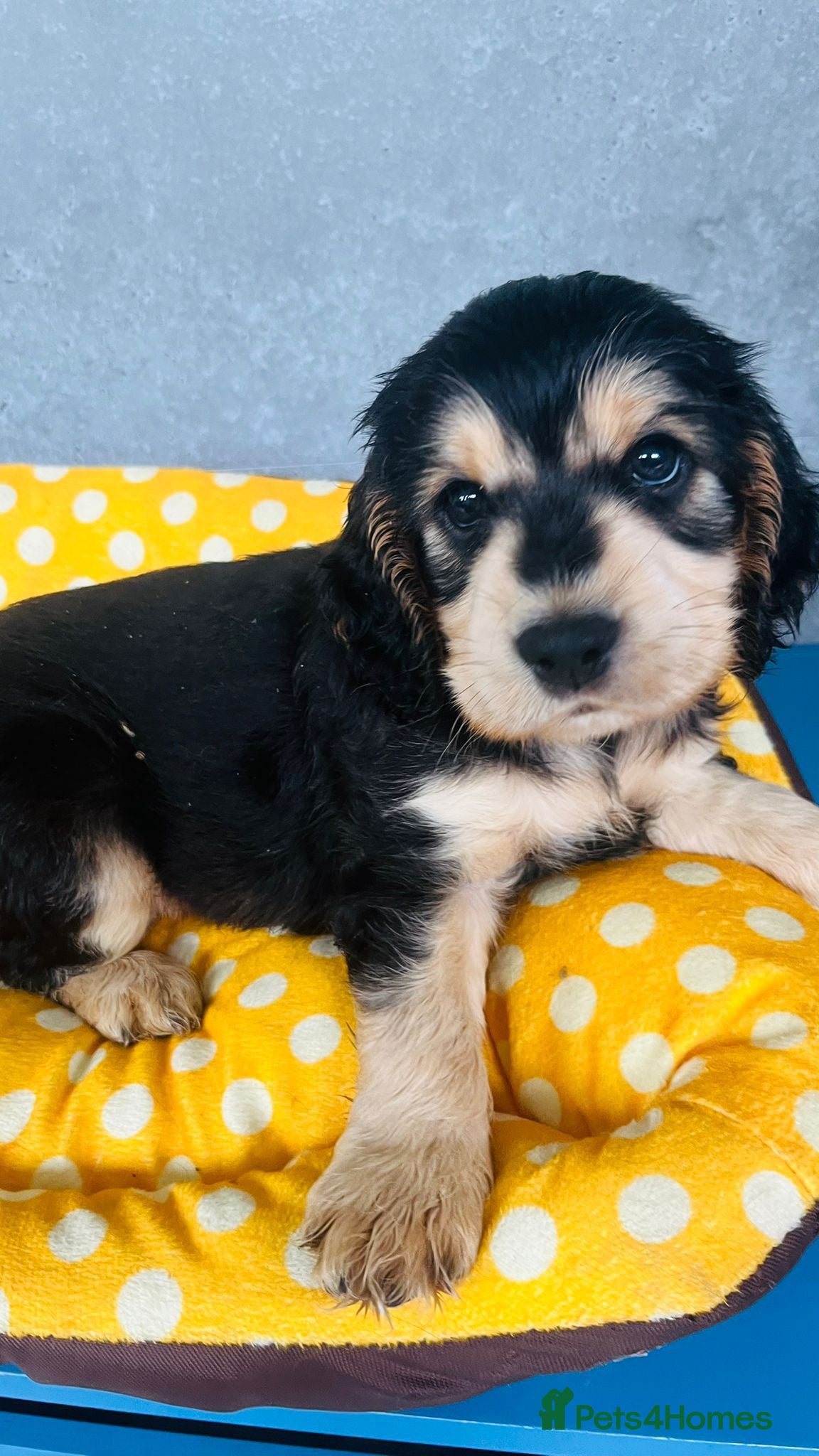 Cocker Spaniel dogs Kc reg show type cocker spaniel puppies  - Advert 2