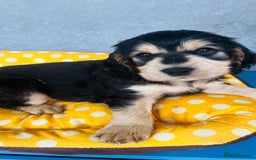 Cocker Spaniel dogs for sale: Kc reg show type cocker spaniel puppies  - Image 4