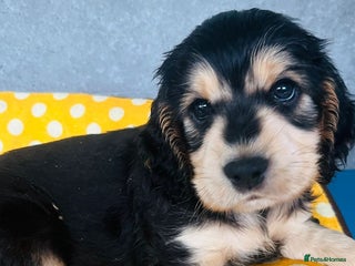 Cocker Spaniel dogs Kc reg show type cocker spaniel puppies - Advert 4