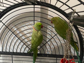 Ringnecks birds Ringnecks - Advert 1