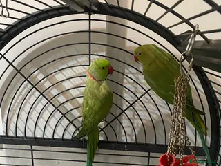 Ringnecks birds Ringnecks - Advert 4