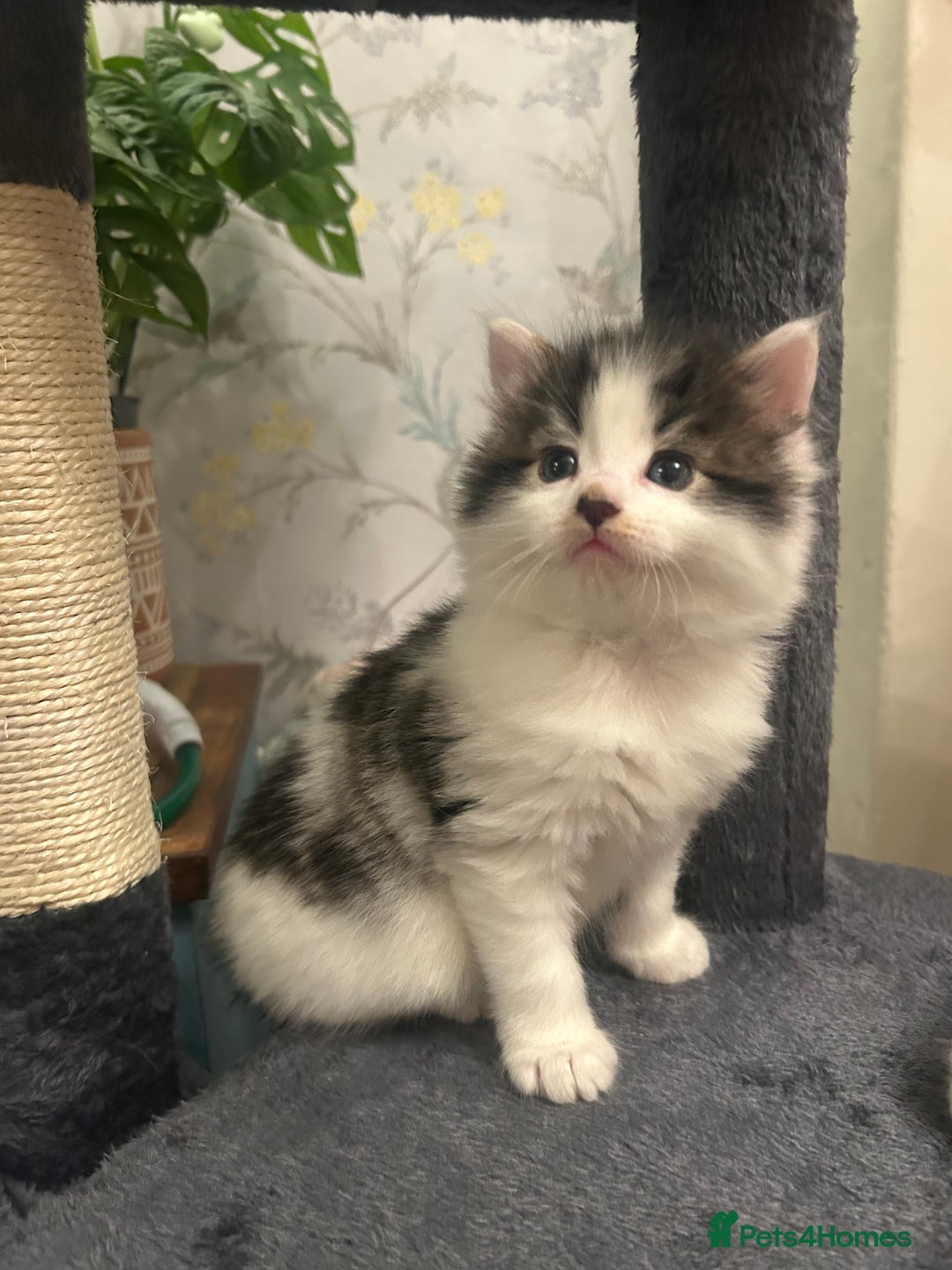 British Longhair cats for sale: Gorgeous Friendly Kittens - Advert 12