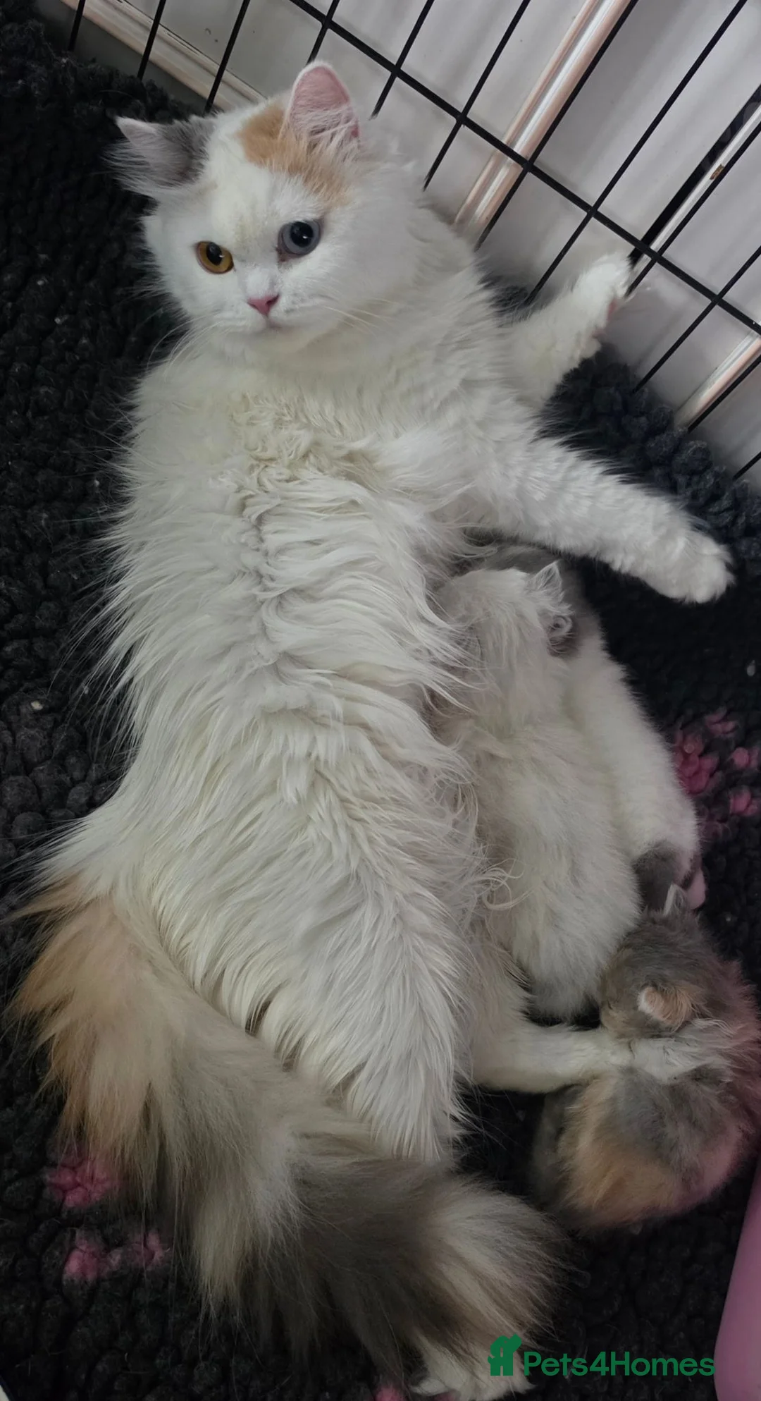 British Shorthair cats for sale: BSH and BLH TICA registered kittens - Advert 2