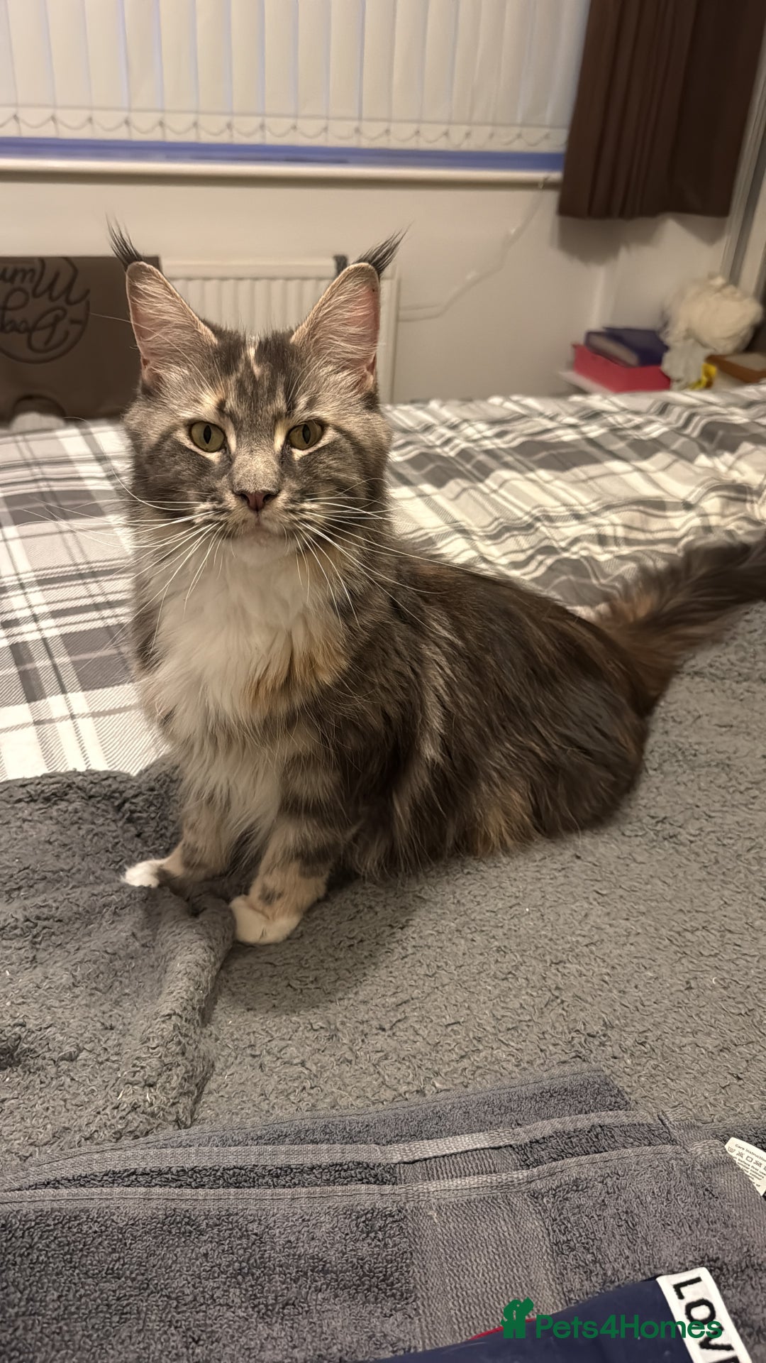 Ragcoon cats for sale: Beautiful Ragcoon kittens - Advert 1