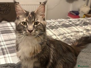 Ragcoon cats Beautiful Ragcoon kittens - Advert 1