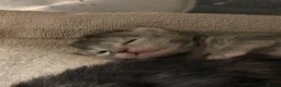 Maine Coon cats for sale: Maine coon kittens  - Advert 15