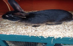 Mixed Breed rabbits for sale: 2 baby rabbits available  in Nottingham - Image 5