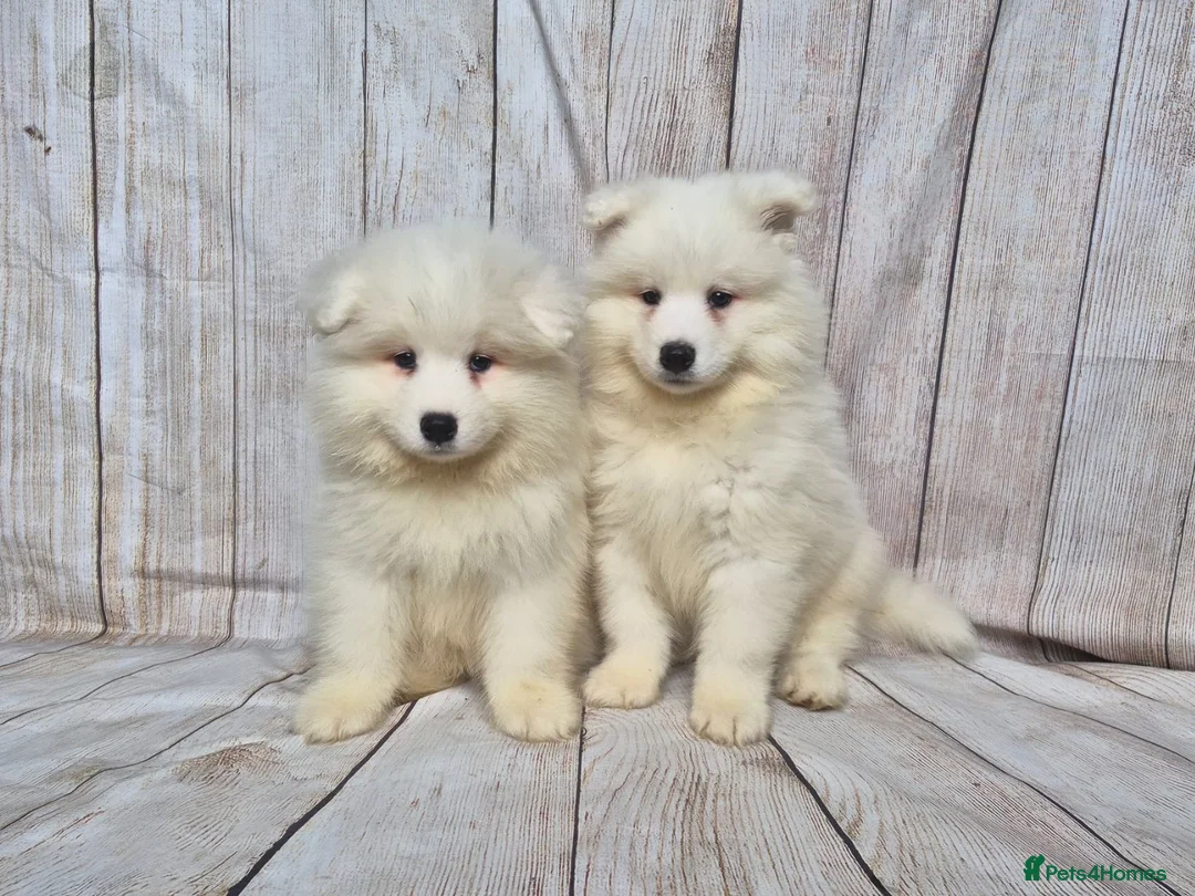 Samoyed dogs for sale: 2 Boys Left ready now ❤️ - Advert 2