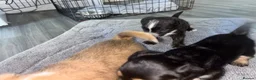 Mixed Breed dogs for sale: Jack Shih  - Advert 7