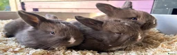 Mini Lion Lop rabbits for sale: 🐰ADORABLE LION LOP BUNNIES🐰 - Advert 1