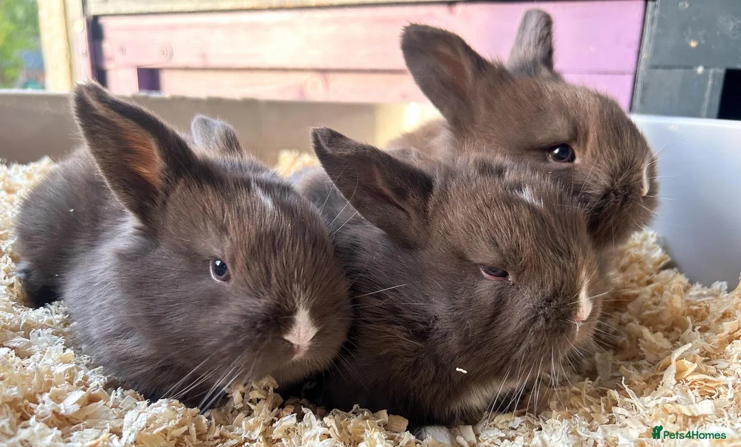 Mini Lion Lop rabbits for sale: 🐰ADORABLE LION LOP BUNNIES🐰 - Advert 1