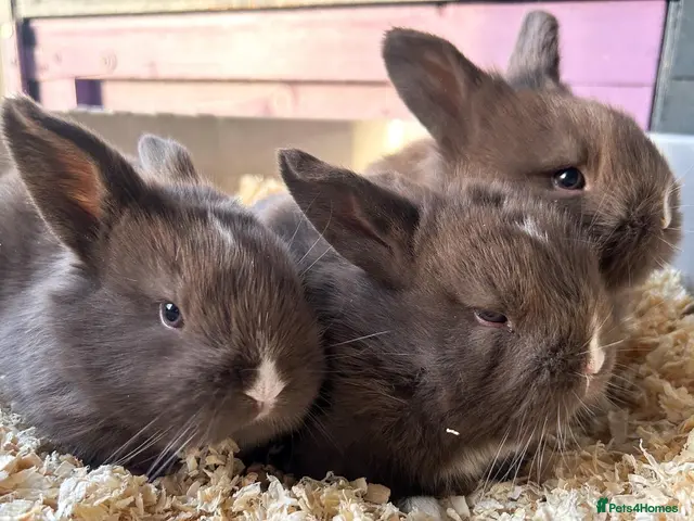 Mini Lion Lop rabbits for sale: 🐰ADORABLE LION LOP BUNNIES🐰 - Advert 12