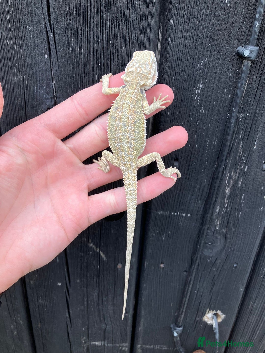 Bearded Dragon reptiles for sale: Bearded Dragons - stunning babies  - Image 13