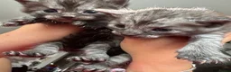 Egyptian Mau cats for sale: TICA Reg.Exceptional SILVER SMOKE EgyptianMAUxBeng - Advert 13