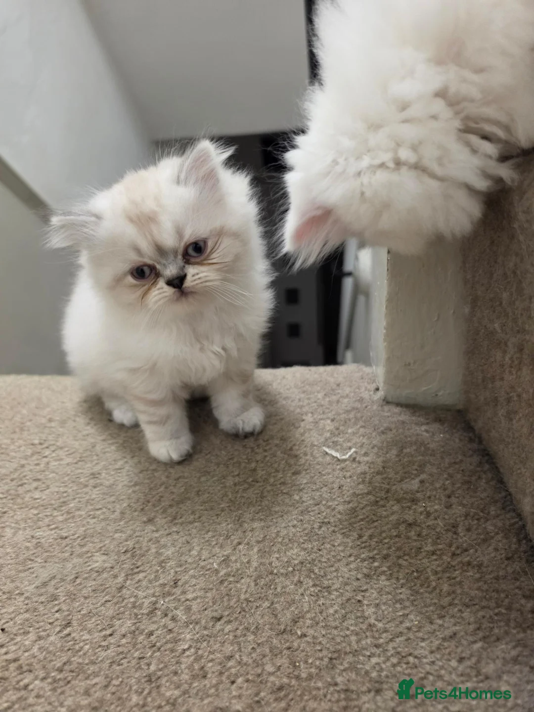Persian cats for sale: Beautiful persian kittens  - Advert 2