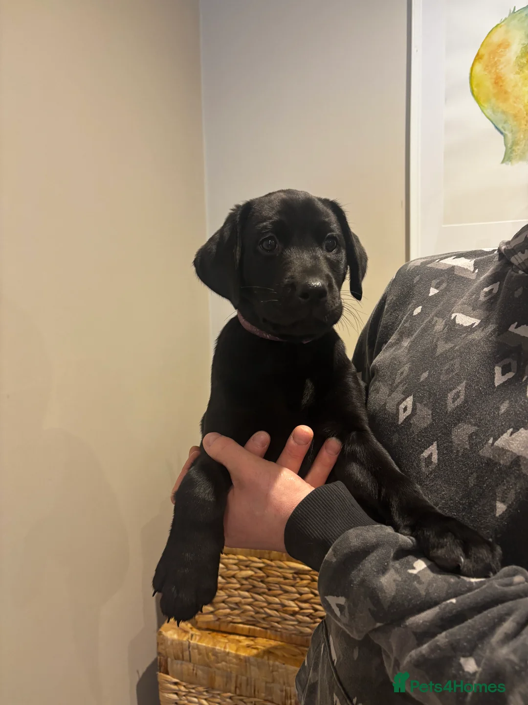 Labrador Retriever dogs for sale: Lovely black Labrador puppies  - Advert 2