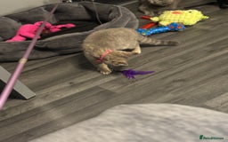 British Shorthair cats for sale:  Broadway Baby13w BritishShorthair,litter trained! - Image 3