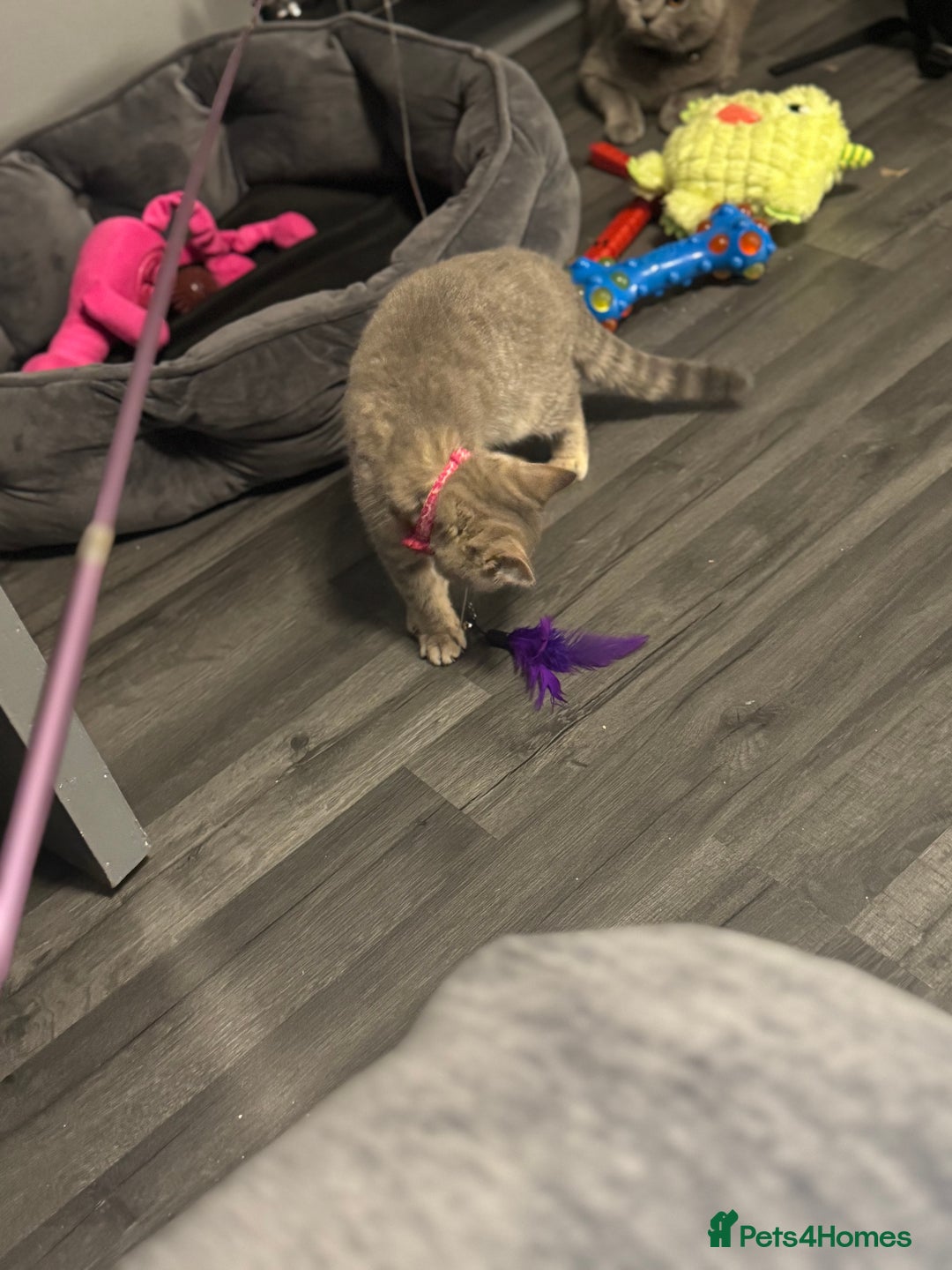 British Shorthair cats for sale:  Broadway Baby13w BritishShorthair,litter trained! - Image 3