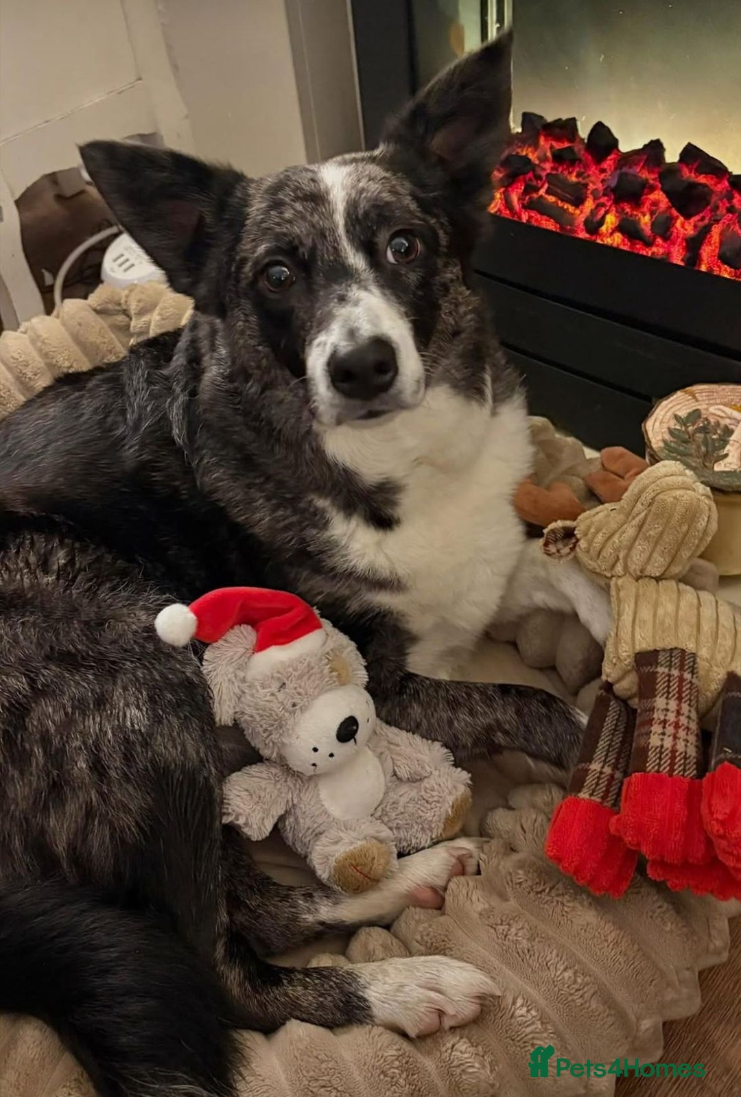 Border Collie dogs for sale: Collie Pups For Sale - Advert 3