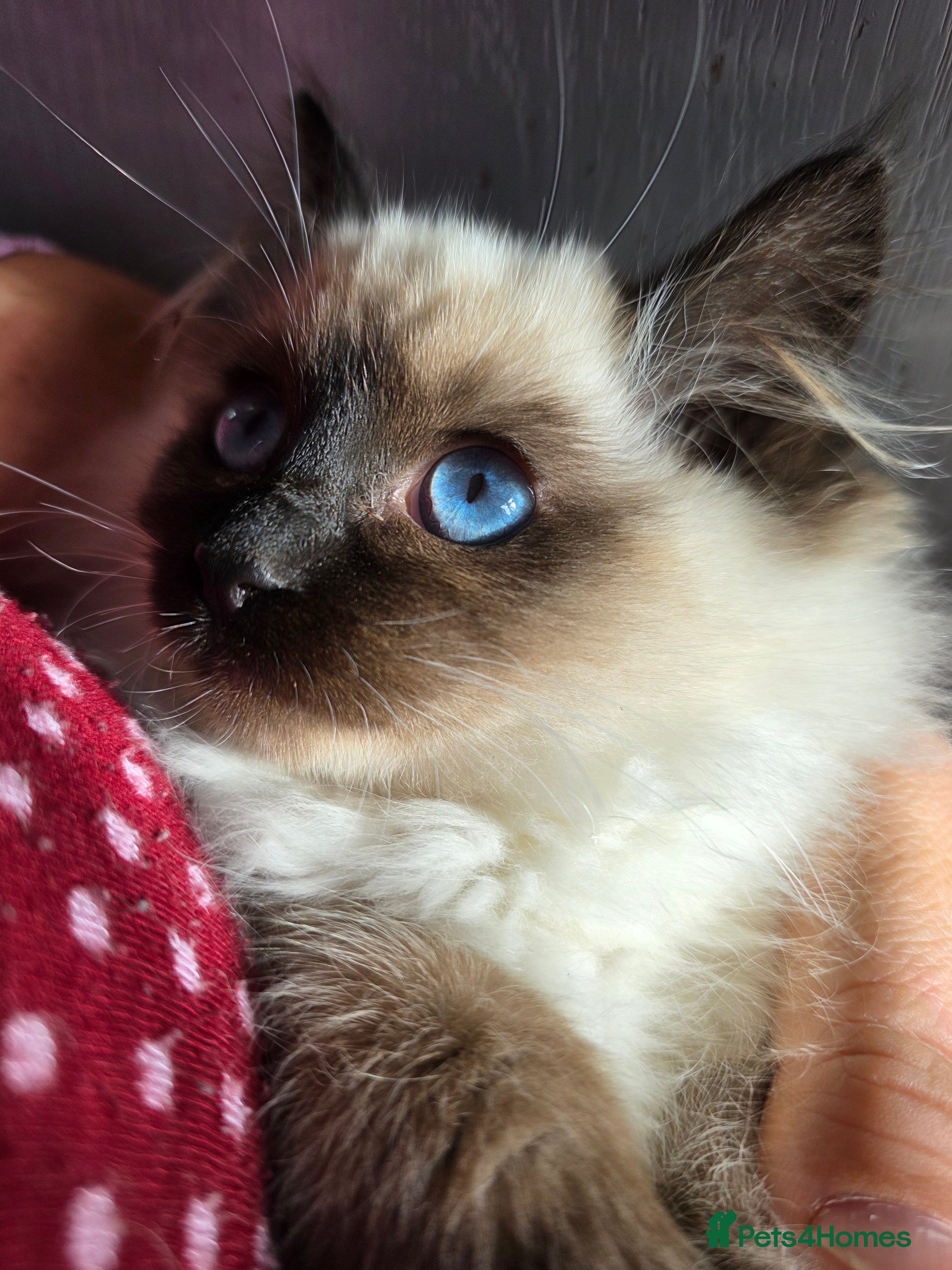 Ragdoll cats Beautiful ragdoll kittens 1 female left - Advert 12