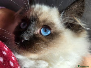 Ragdoll cats Beautiful ragdoll kittens 1 female left - Advert 3
