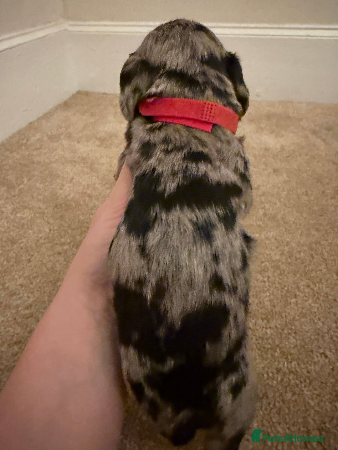 Mixed Breed dogs for sale: Miniature Doxiepoos  - Advert 2