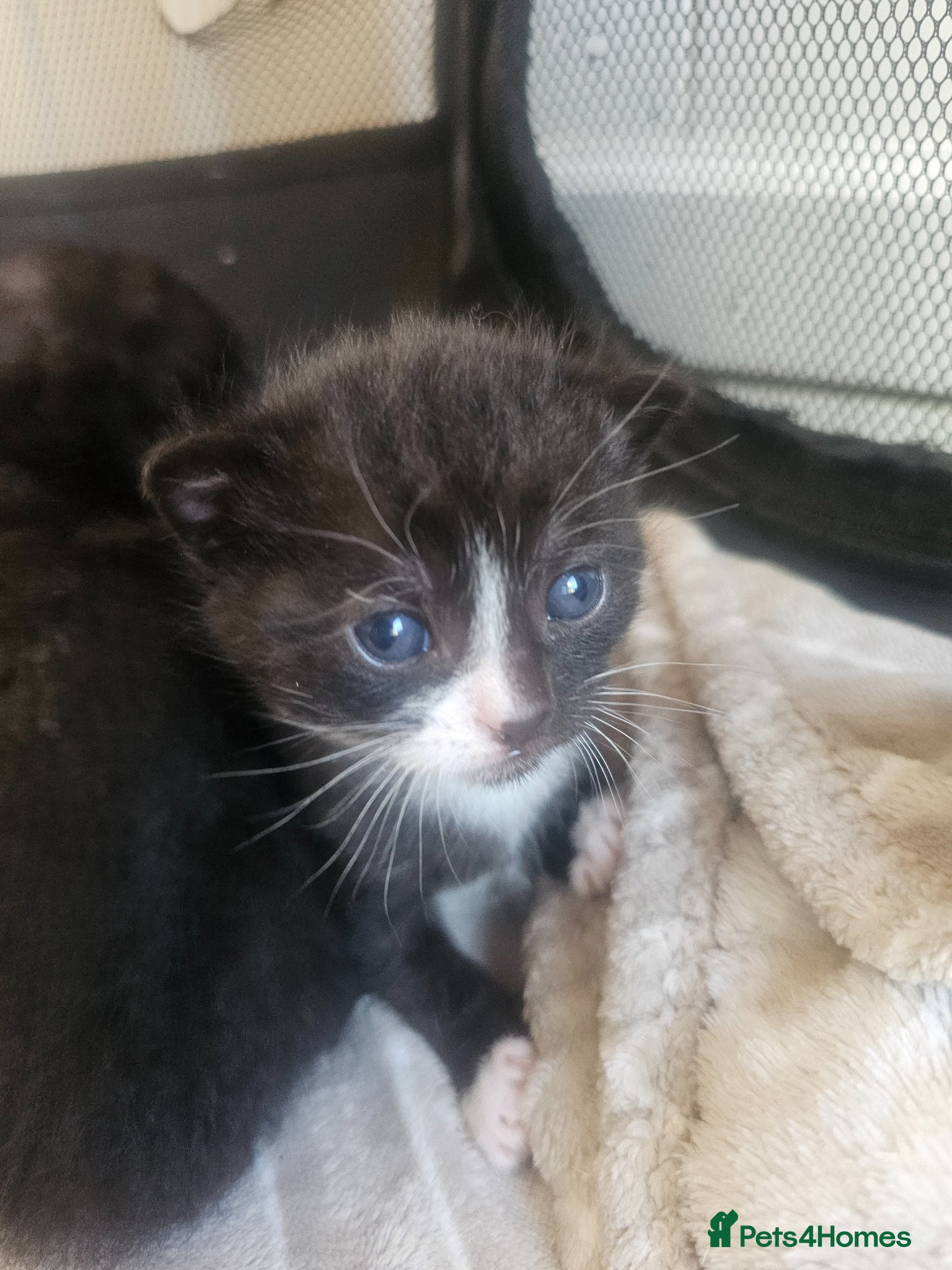 Mixed Breed cats Gorgeous mixed  - Advert 23