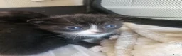 Mixed Breed cats for sale: Gorgeous mixed  - Advert 2