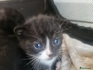 Mixed Breed cats Gorgeous mixed - Advert 23