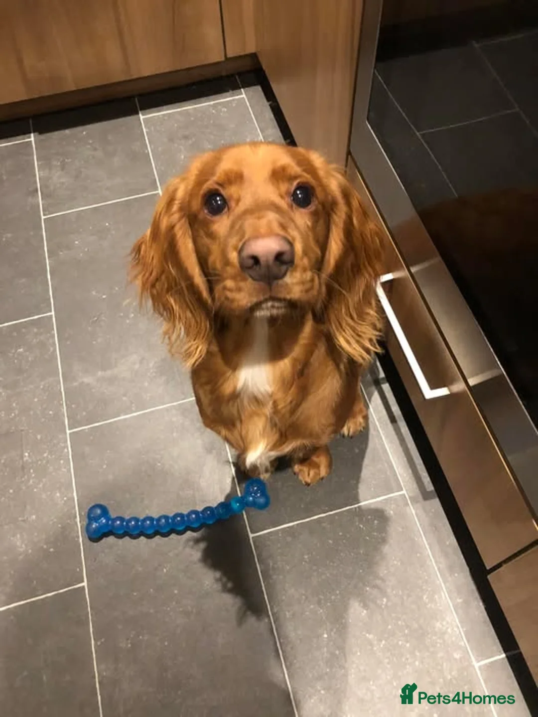 Cocker Spaniel dogs for stud: Golden Cocker Spaniel for STUD in Brechin - Advert 2