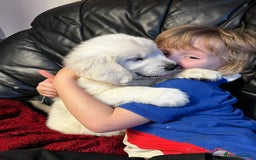 Golden Retriever dogs for sale: KC, Extensively Health tested Parents. Snow white - Image 23