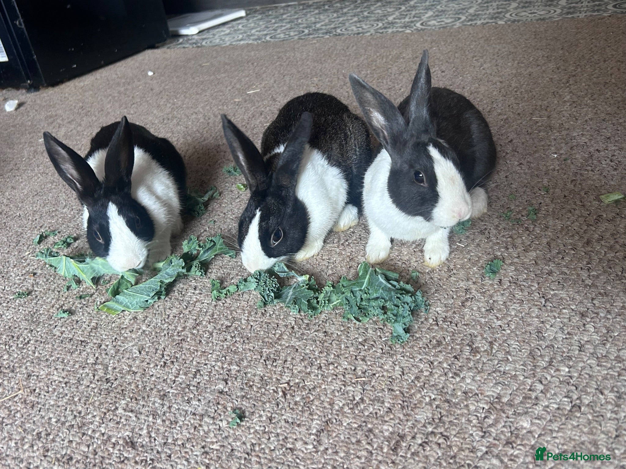 Mixed Breed rabbits Bunny’s  - Advert 1