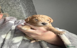 Mixed Breed dogs for sale: Cavapoochon Puppies 🌟🌟 1 Girl remaining 🌟🌟 - Image 26