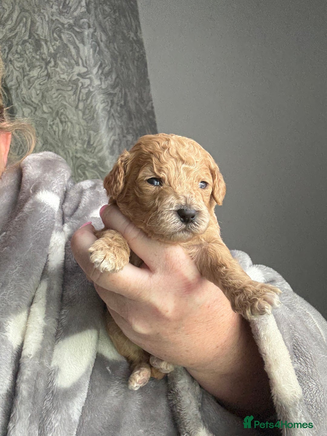 Mixed Breed dogs for sale: Cavapoochon Puppies 🌟🌟 1 Girl remaining 🌟🌟 - Image 26
