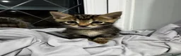 Bengal cats for sale: Bengal x Maine Coon Kittens - Advert 9