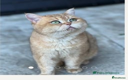 British Shorthair cats for sale: Pedigree Golden BSH Black tipped kitten  - Image 10